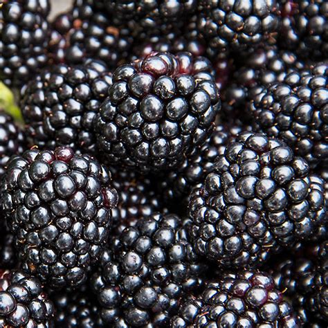 Black Magic Blackberry: A Flavorful Journey from Seed to Plate